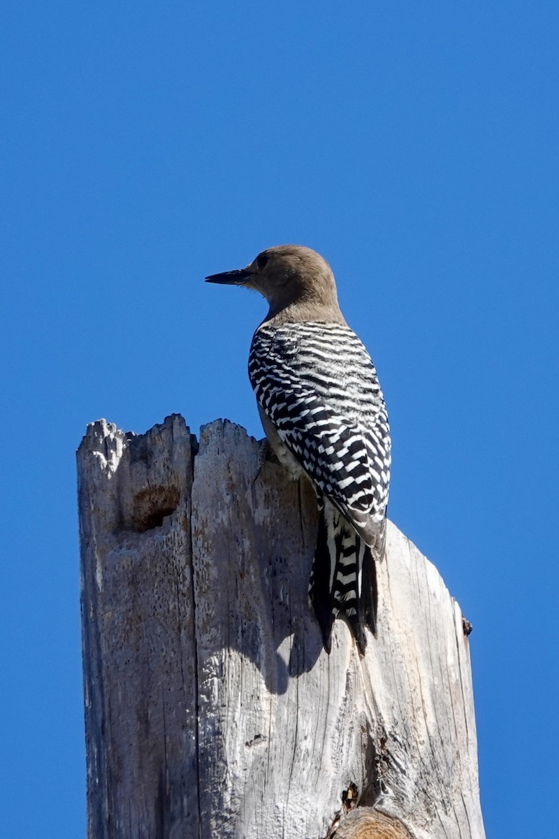 Gila Woodpecker - ML614088113