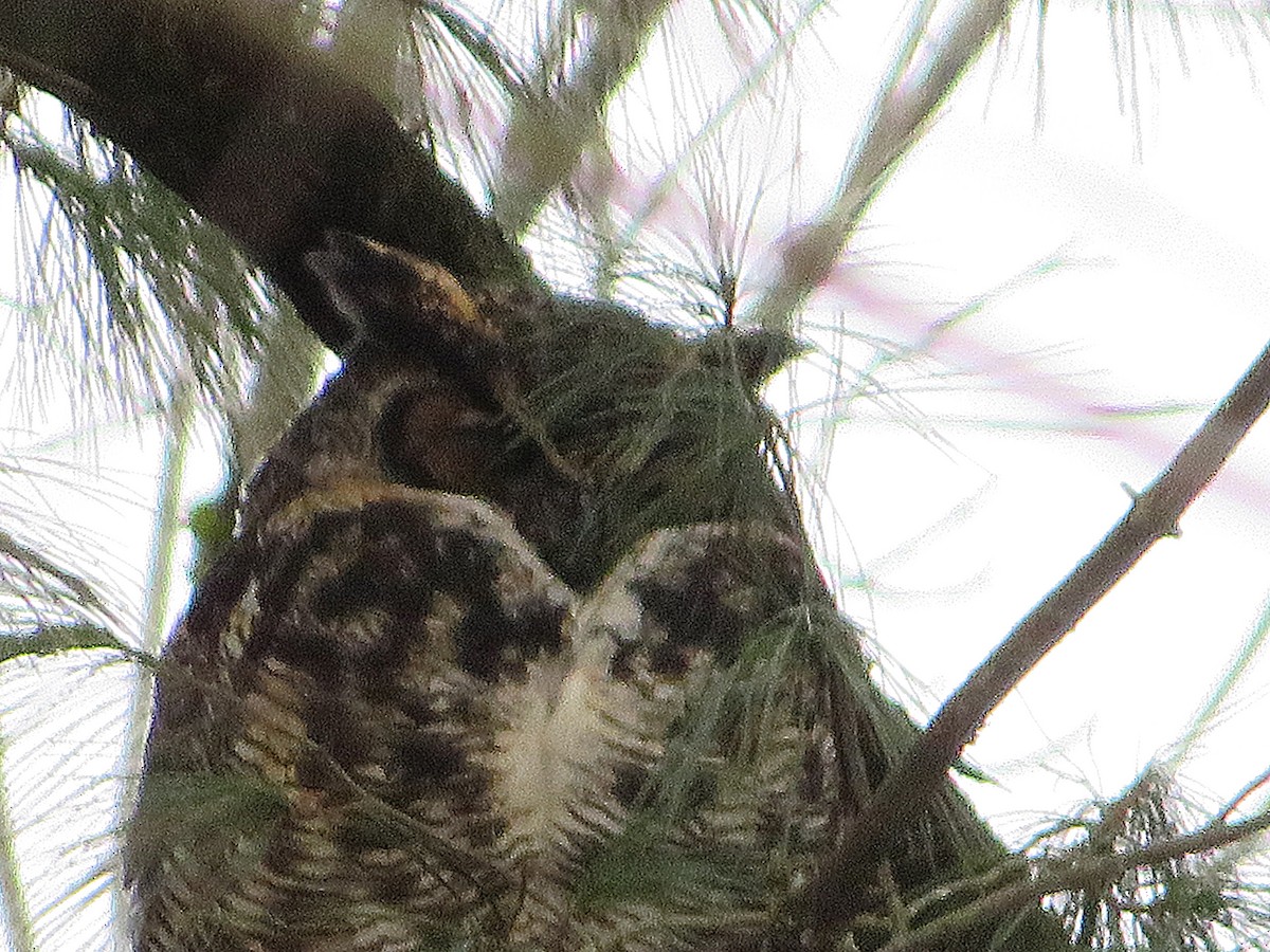 Great Horned Owl - ML614088144