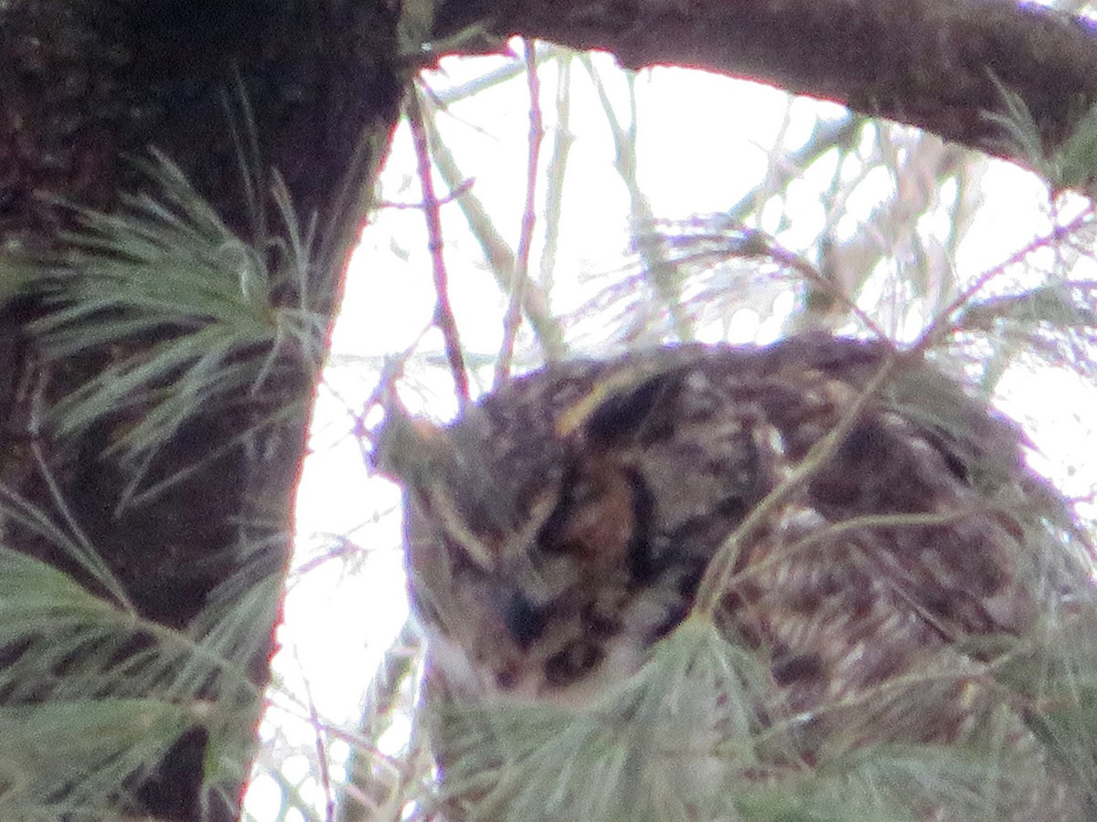 Great Horned Owl - ML614088145