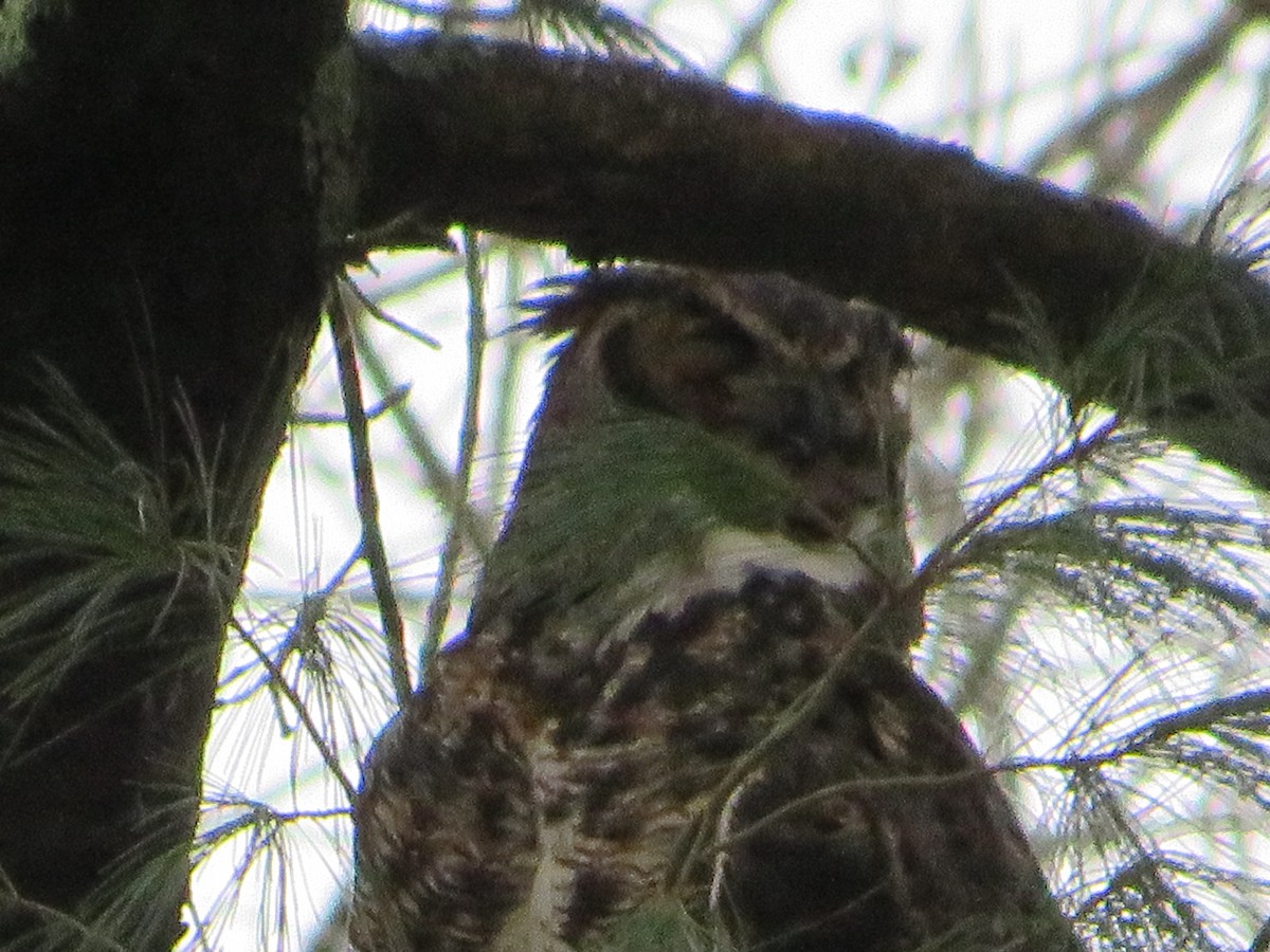 Great Horned Owl - ML614088146