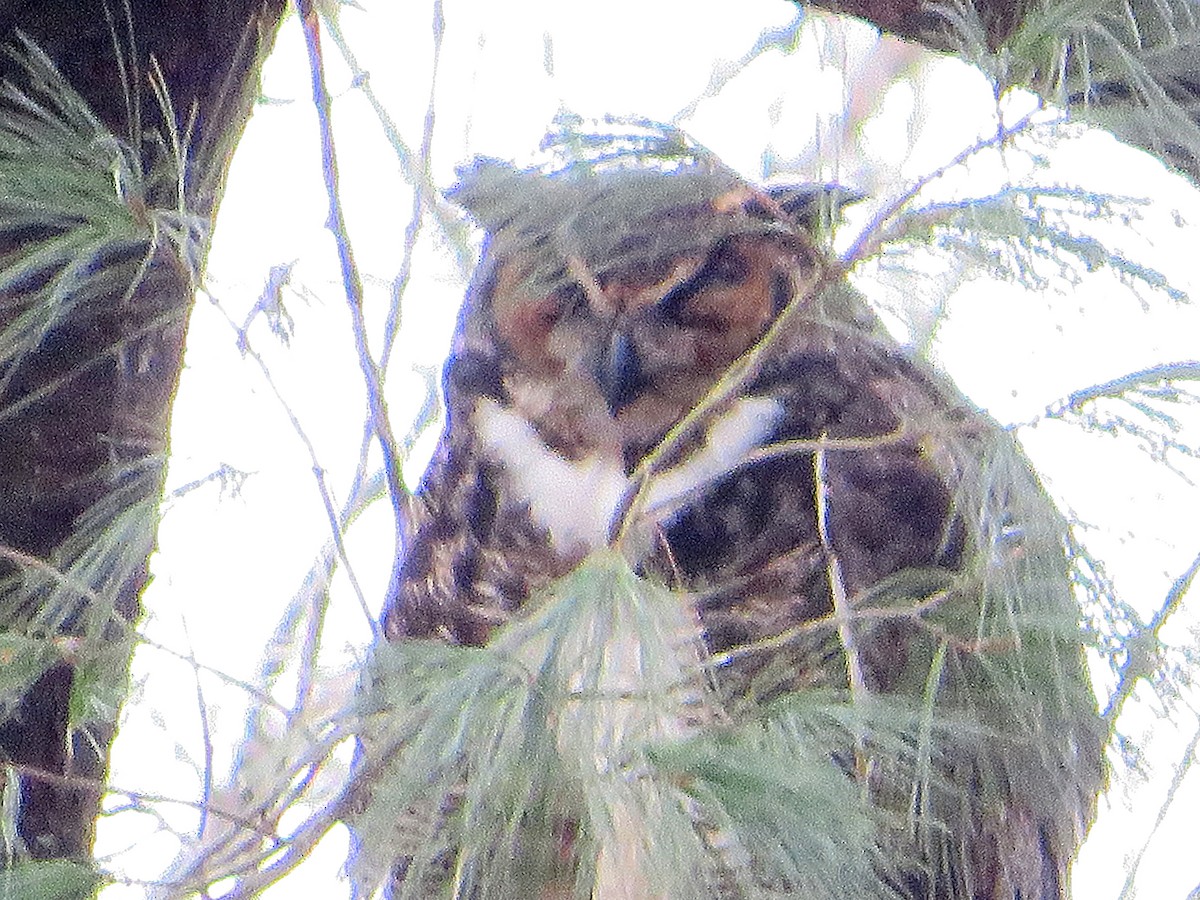 Great Horned Owl - ML614088147