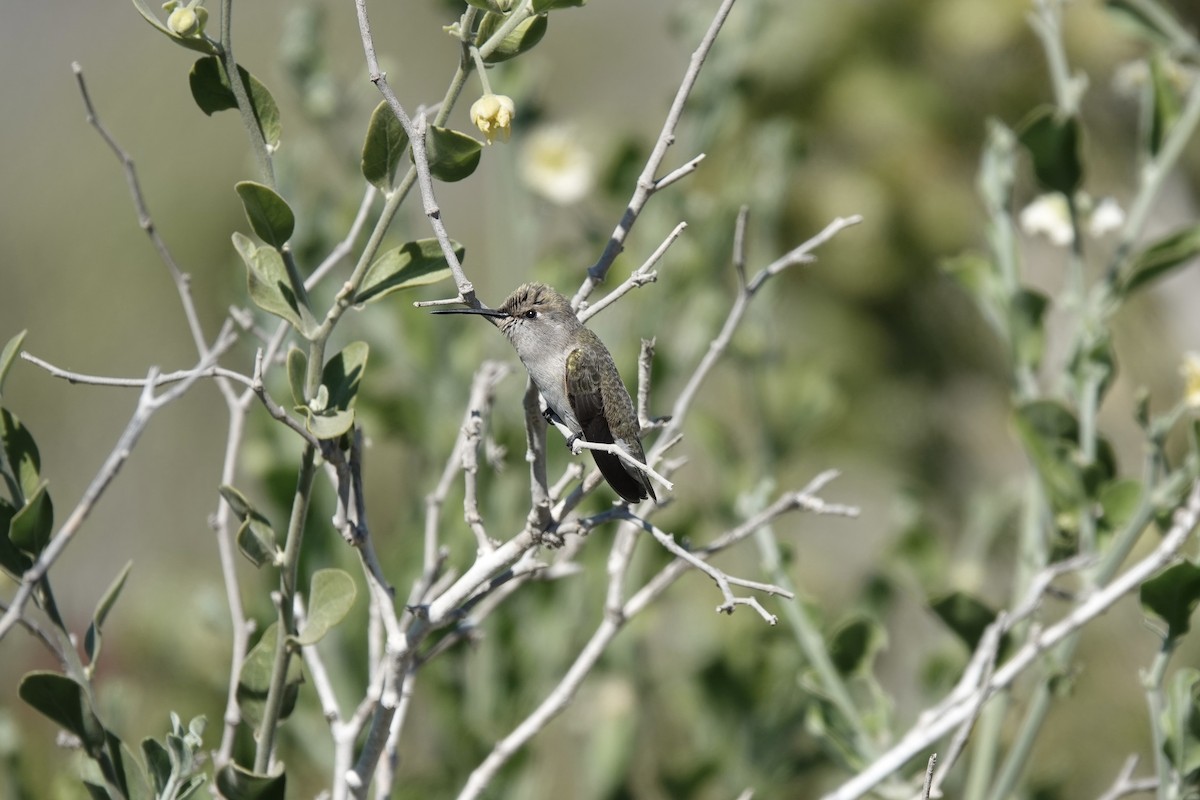 Costa's Hummingbird - ML614088171