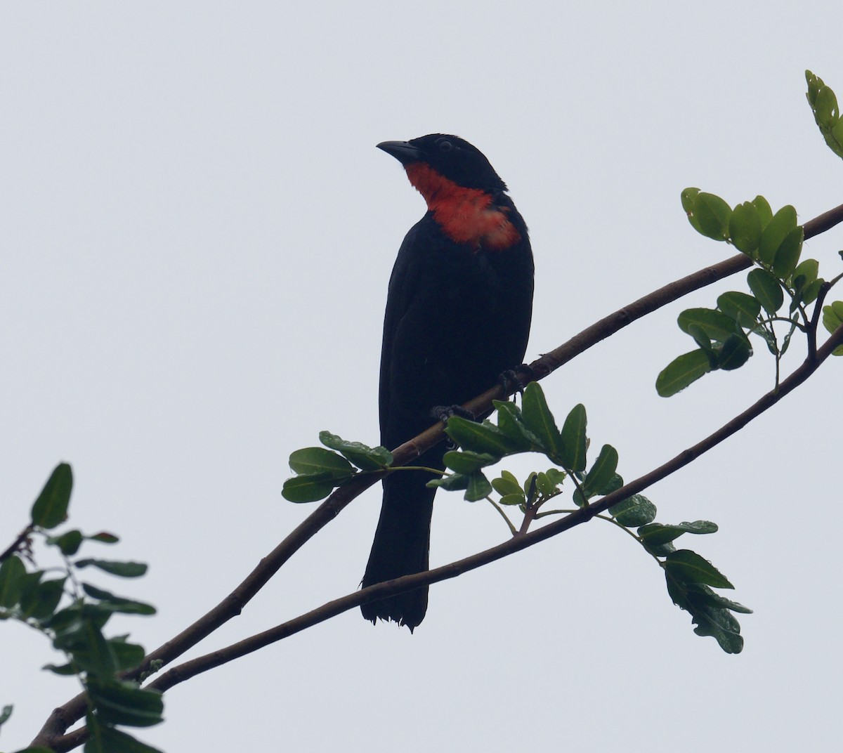 Scarlet-throated Tanager - ML614088214