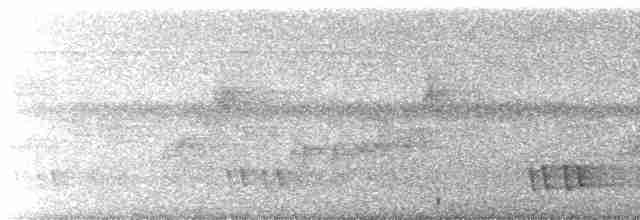Kara Kulaklı Barbet - ML614088246