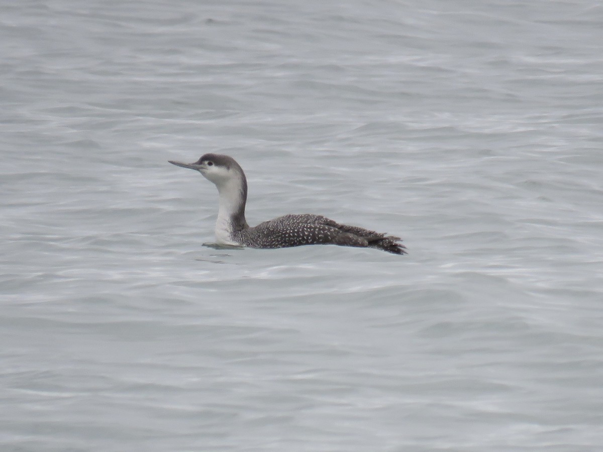 Red-throated Loon - Jessica Anne