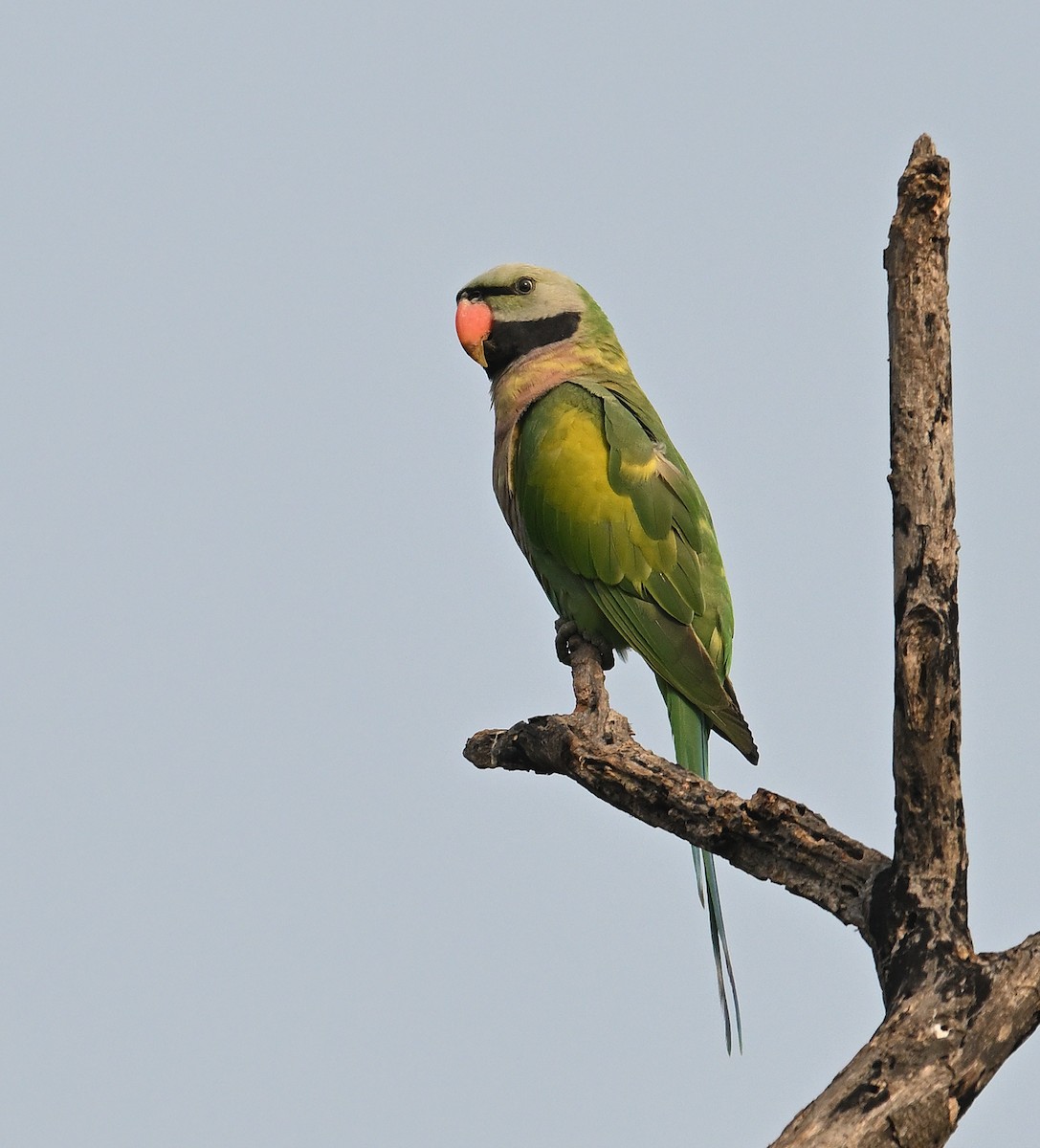 Red-breasted Parakeet - ML614088458