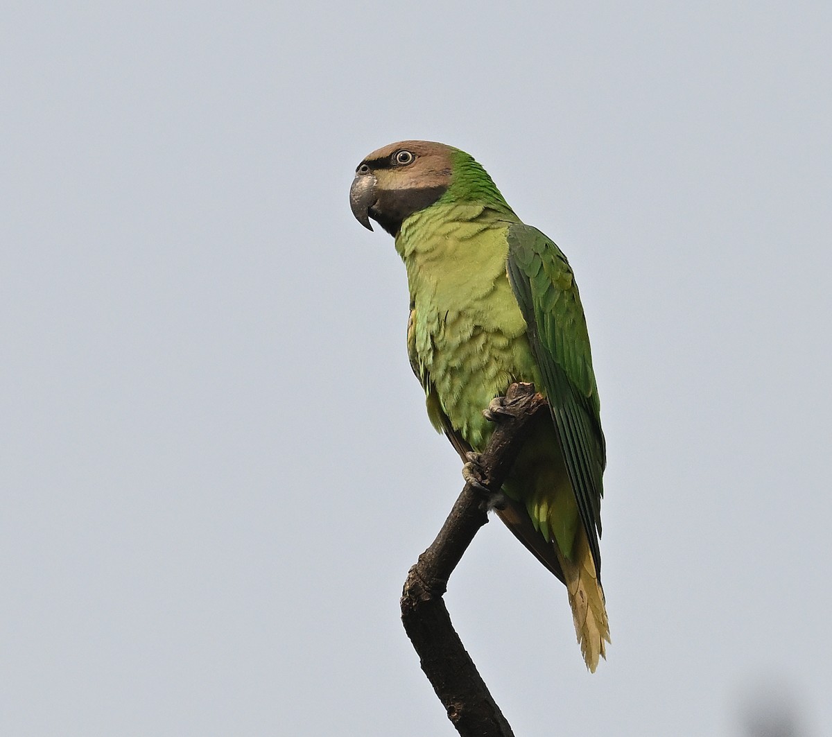 Red-breasted Parakeet - ML614088462