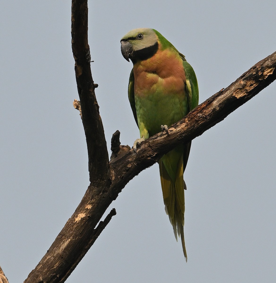 Red-breasted Parakeet - ML614088466
