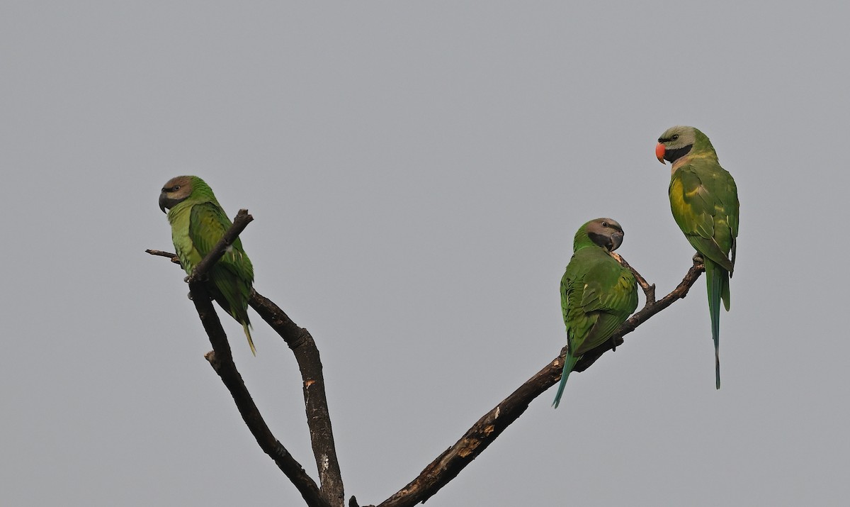 Red-breasted Parakeet - Dinu Bandyopadhyay