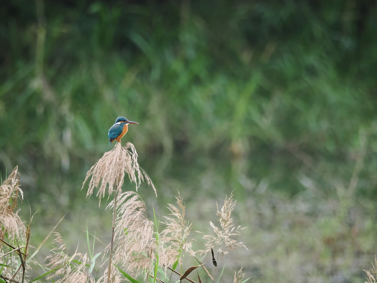 Common Kingfisher - Kuan Chih Yu
