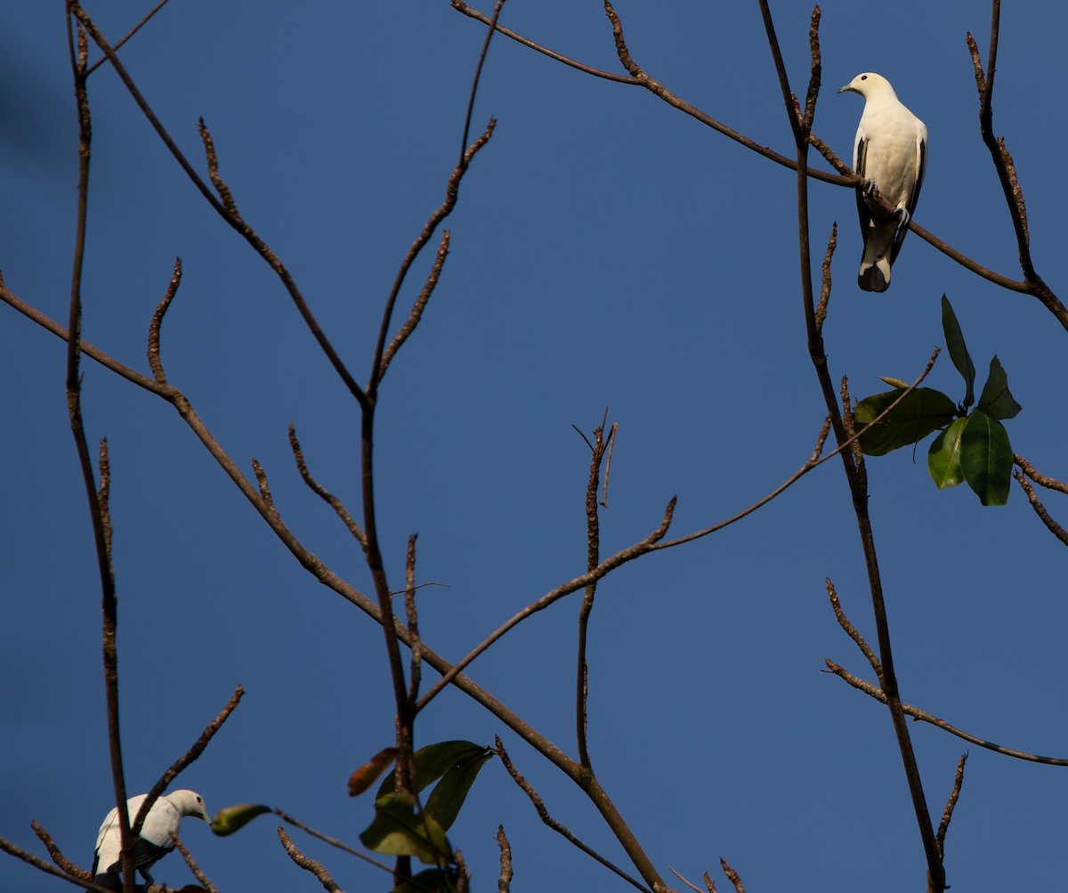 Pied Imperial-Pigeon - ML614088587