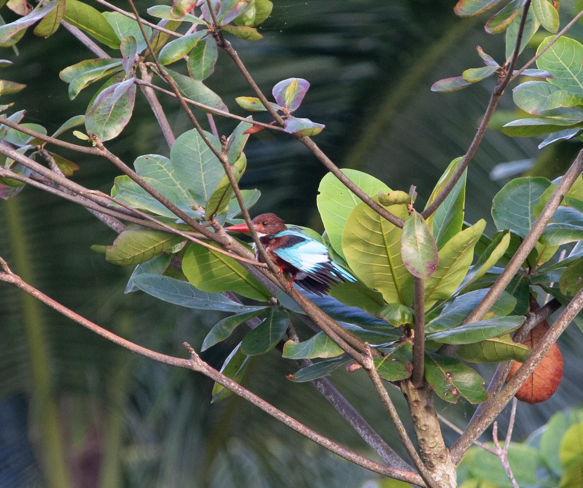 White-throated Kingfisher - ML614088599