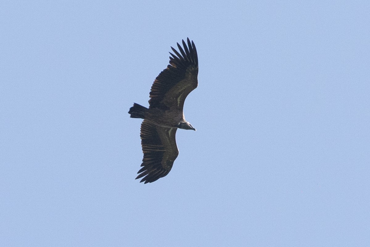 Indian Vulture - ML614088925