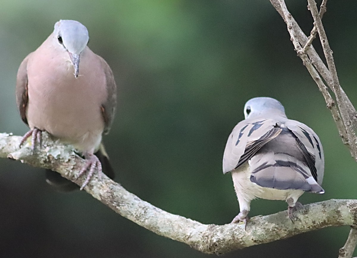 Emerald-spotted Wood-Dove - ML614088929