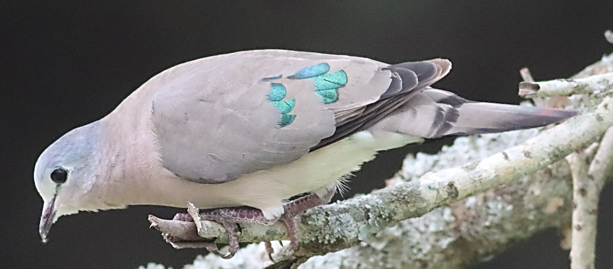 Emerald-spotted Wood-Dove - ML614088930