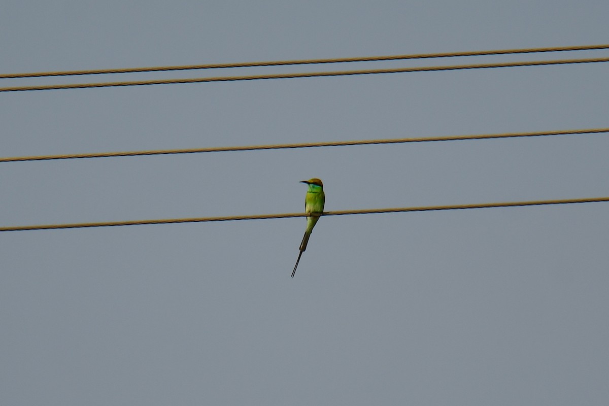 Asian Green Bee-eater - Tarachand Wanvari
