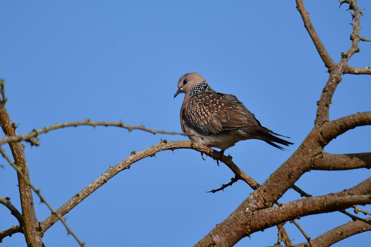 Spotted Dove - ML614089084