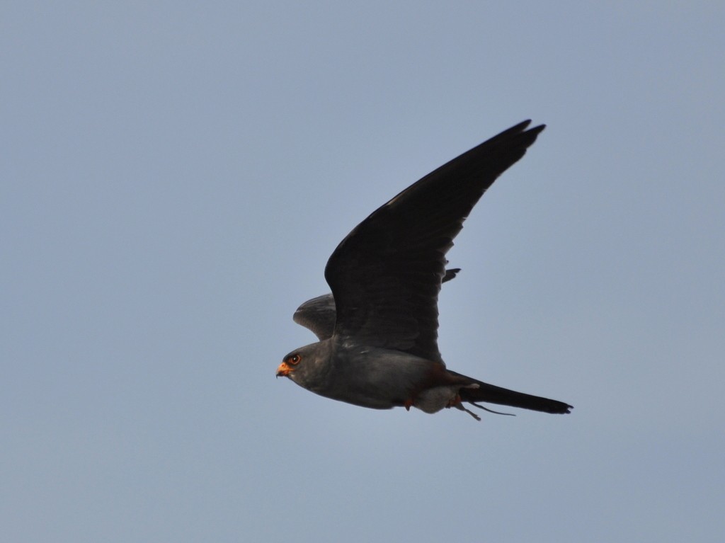 Red-footed Falcon - ML614089130