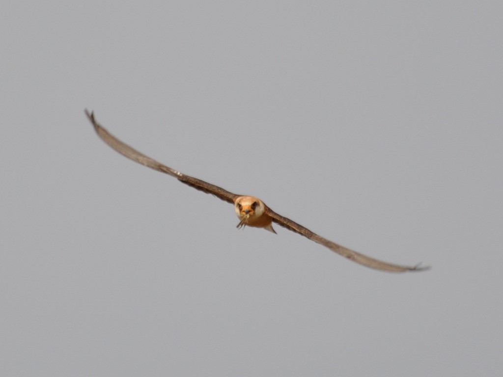 Red-footed Falcon - ML614089133