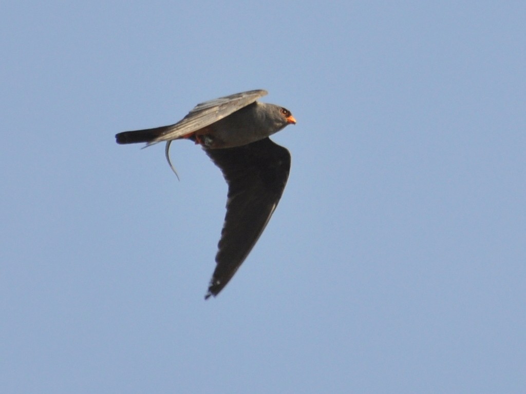 Red-footed Falcon - ML614089134