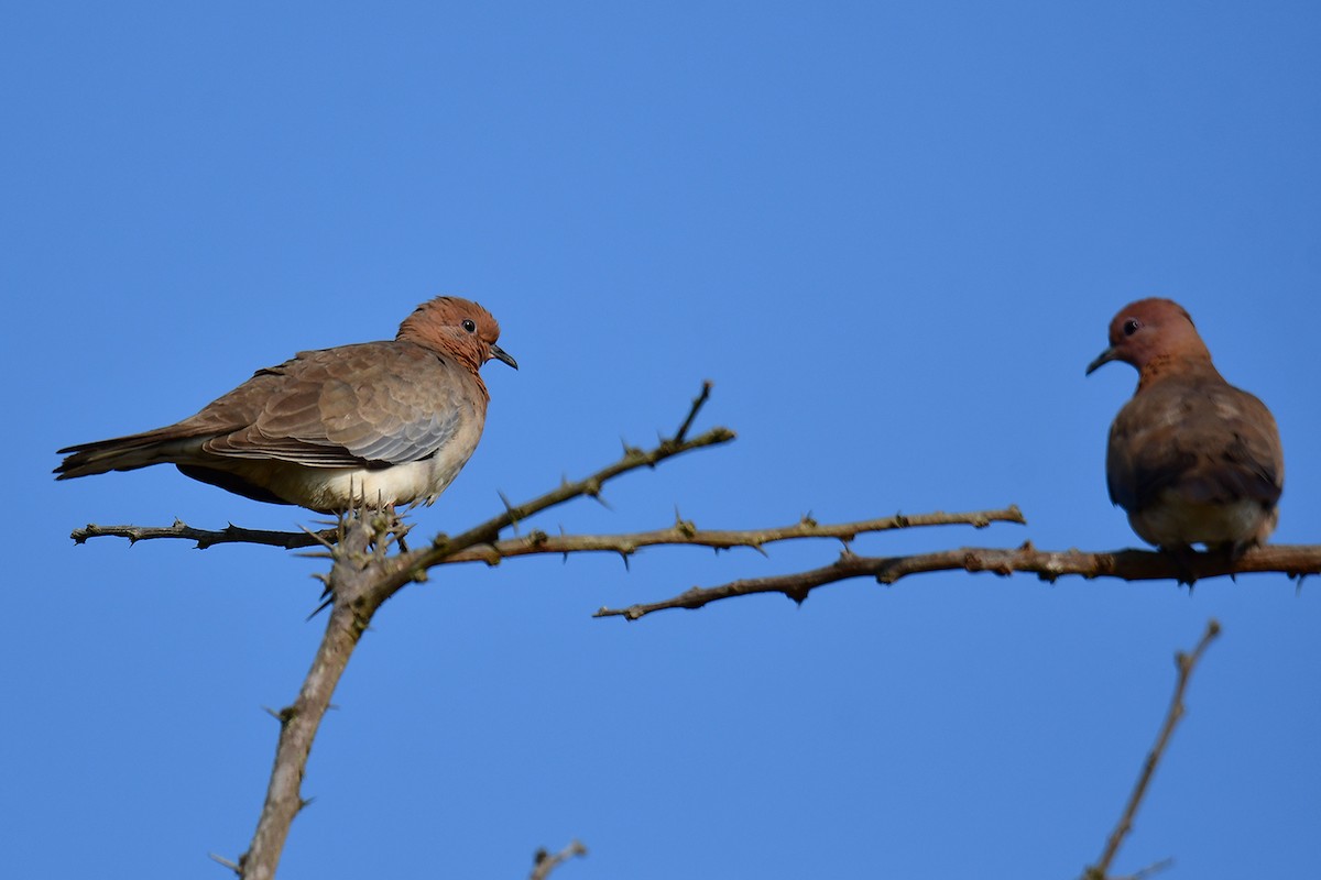Laughing Dove - ML614089138