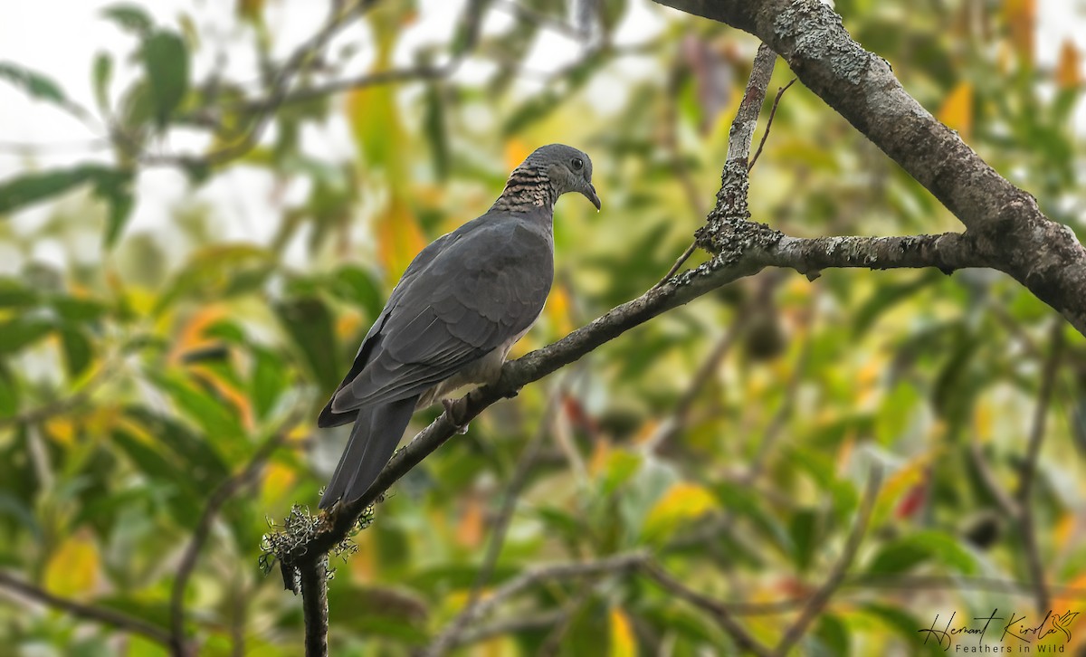 Ashy Wood-Pigeon - Hemant Kirola