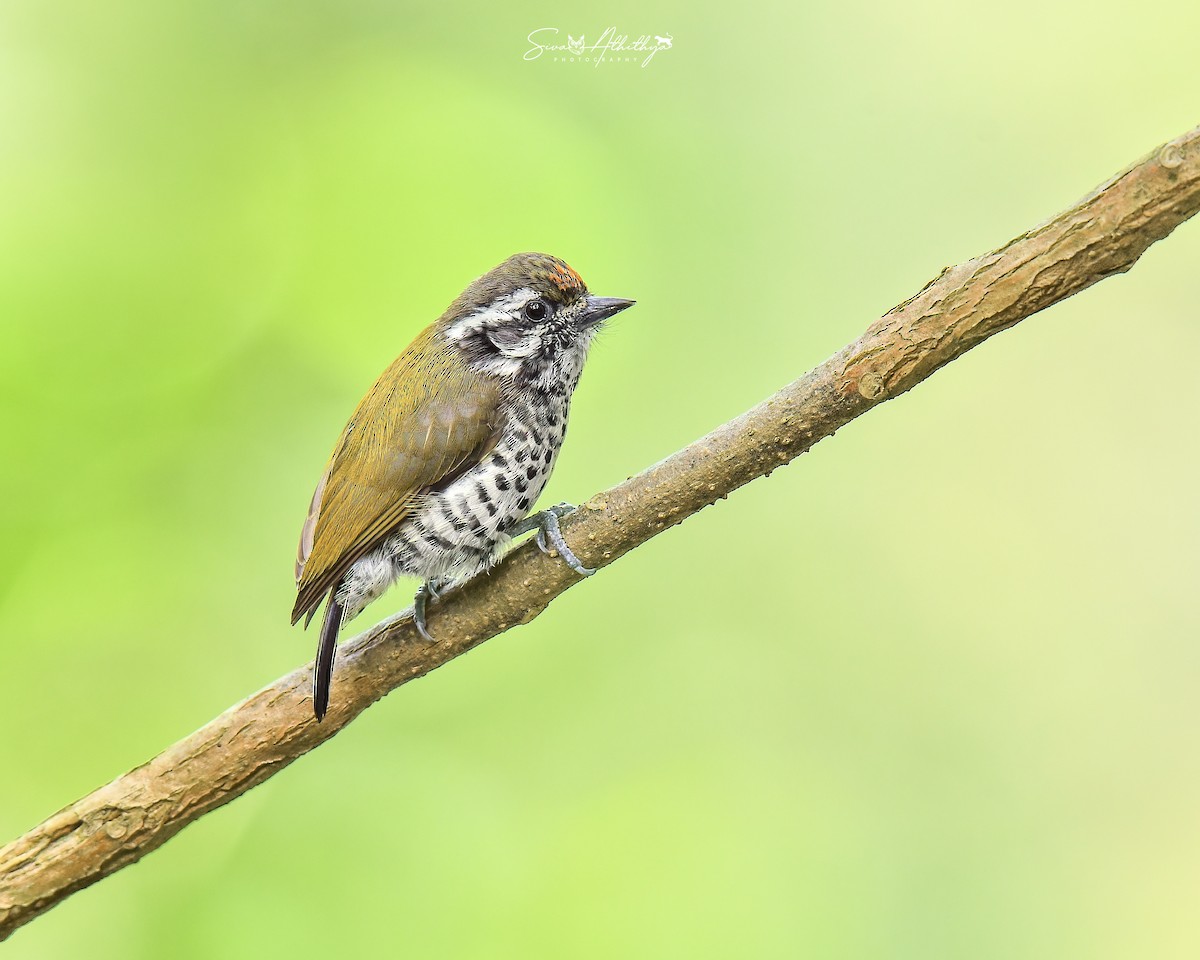 Speckled Piculet - ML614089375