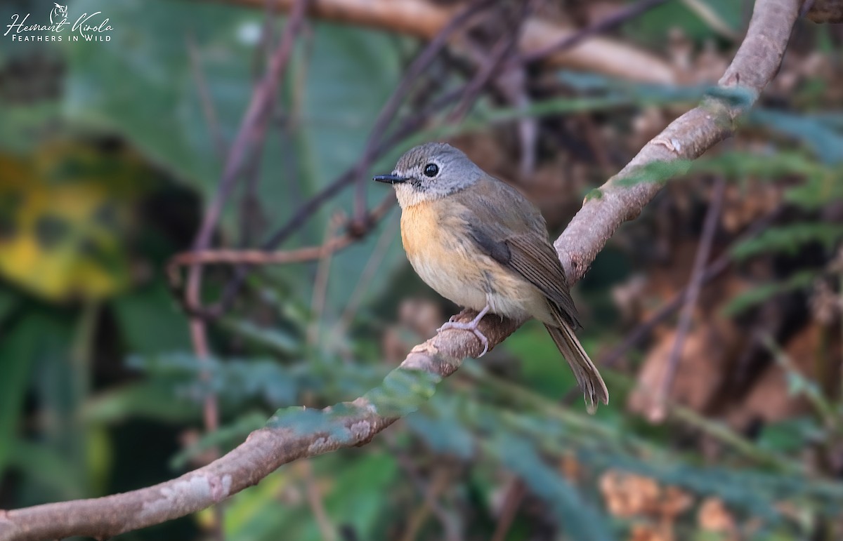 Pale-chinned Flycatcher - ML614089391