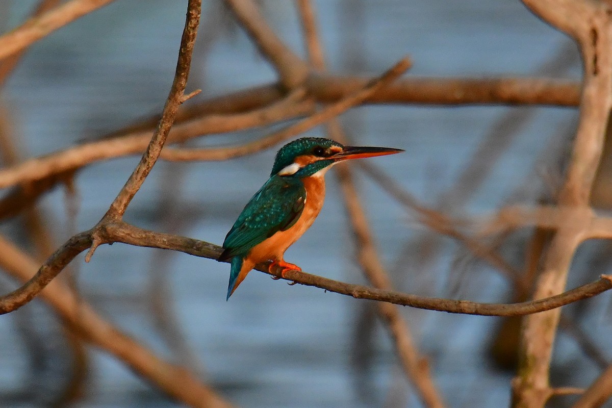 Common Kingfisher - Tarachand Wanvari