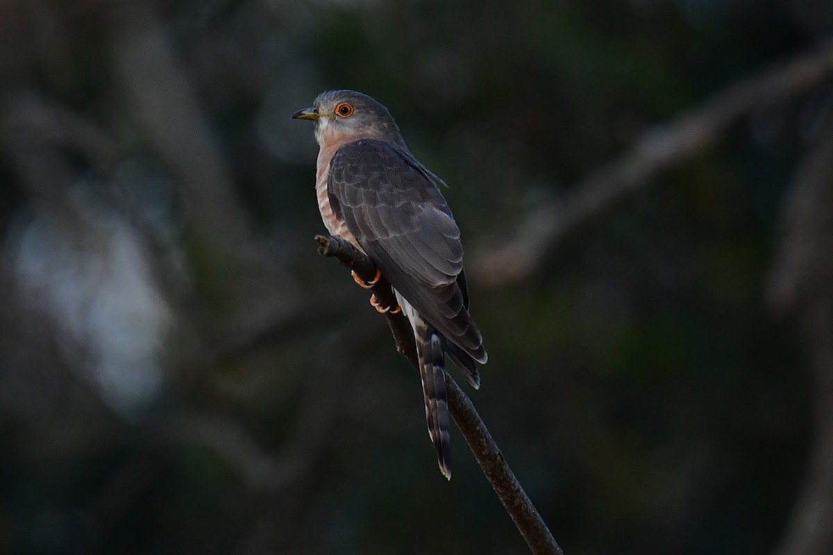 Common Hawk-Cuckoo - ML614089560