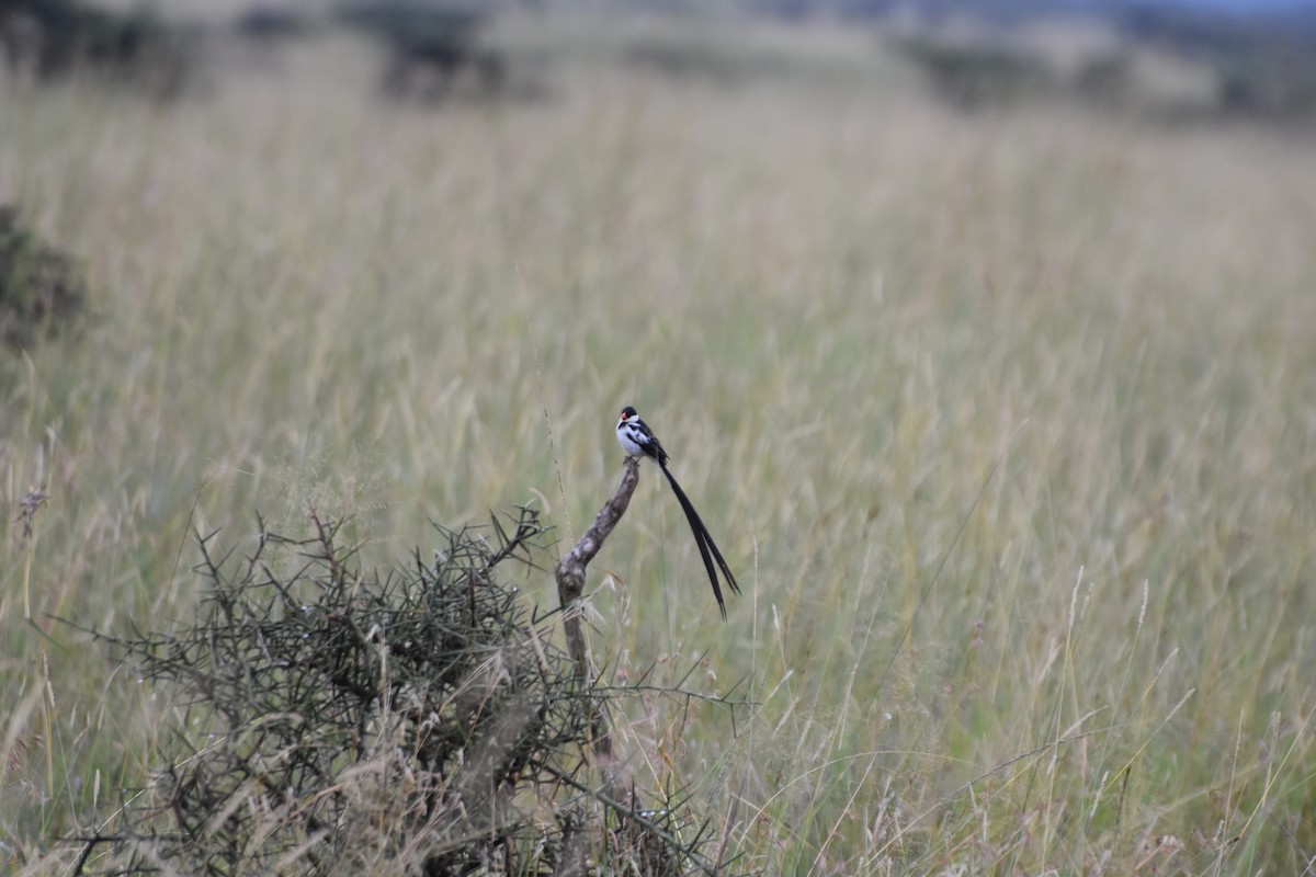 Pin-tailed Whydah - ML614089780