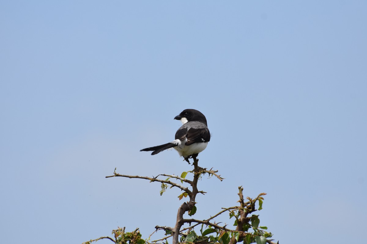 Long-tailed Fiscal - ML614089781