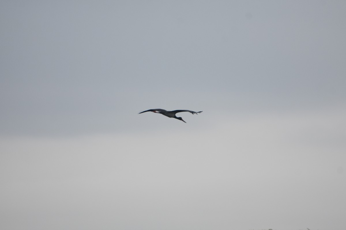 Black Stork - ML614089932