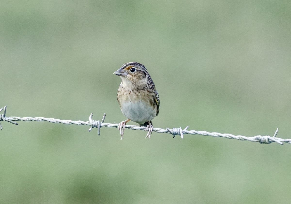 Grasshopper Sparrow - Jocelin Hackathorn