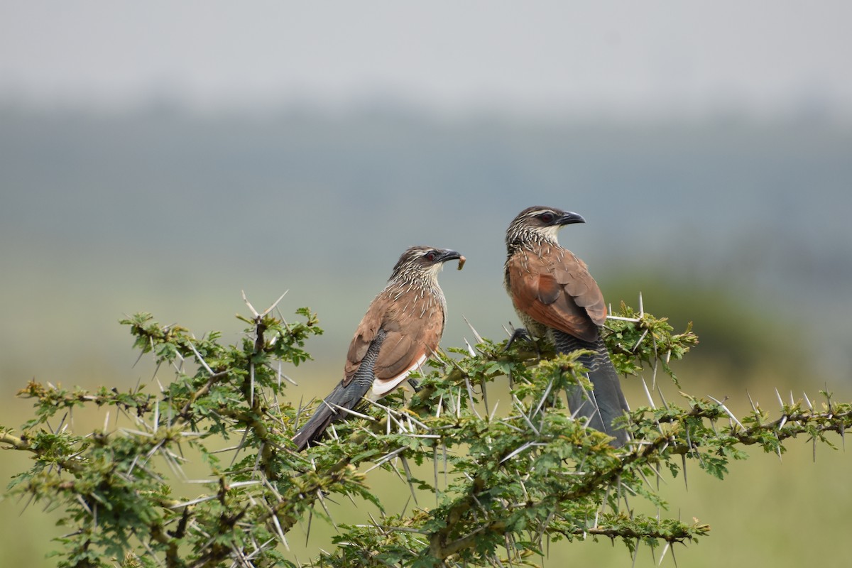 White-browed Coucal - ML614090044