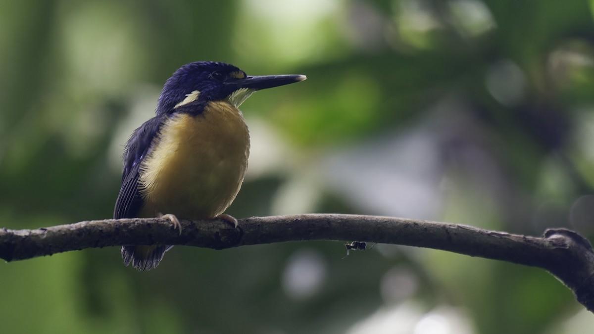 Papuan Dwarf-Kingfisher - Robert Tizard