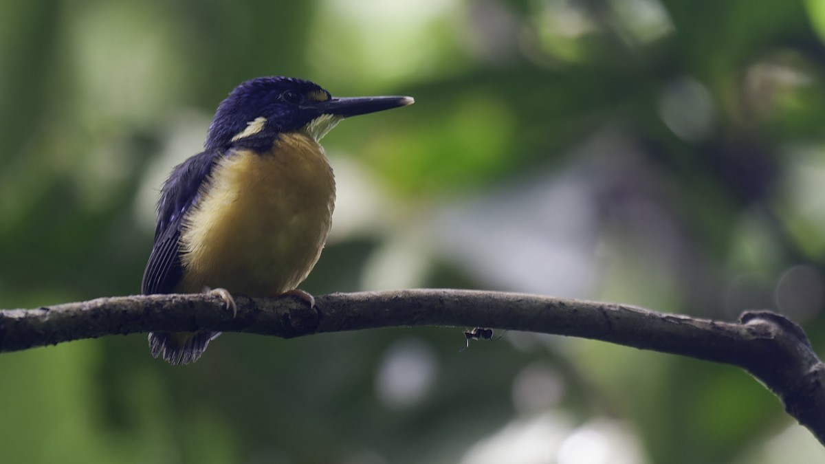 Papuan Dwarf-Kingfisher - Robert Tizard