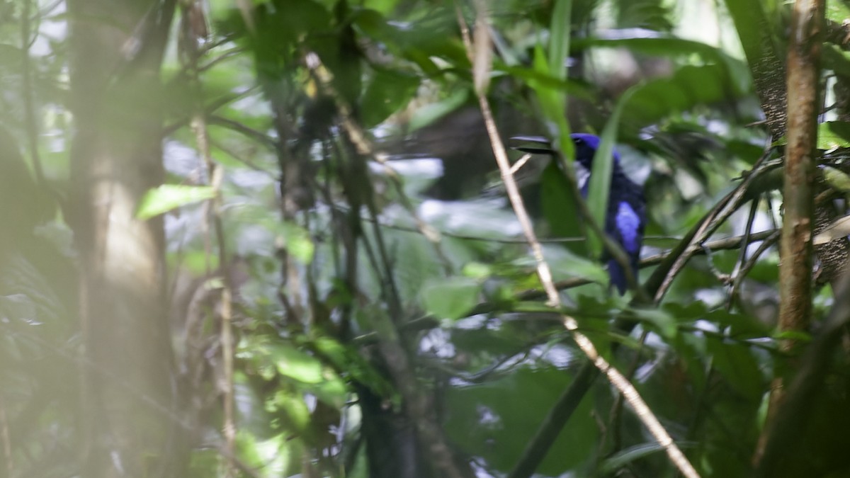 Blue-black Kingfisher - ML614090192