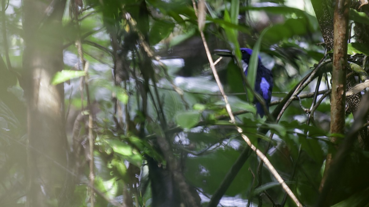 Blue-black Kingfisher - ML614090194