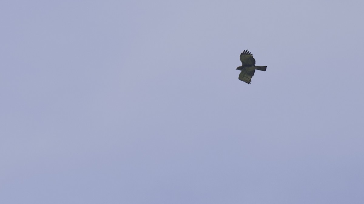 Новогвинейский орёл-карлик - ML614090213
