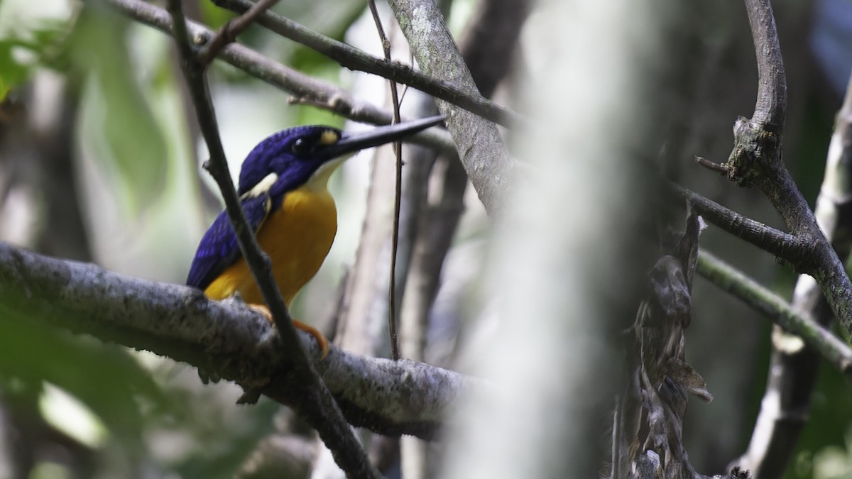Papuan Dwarf-Kingfisher - ML614090218