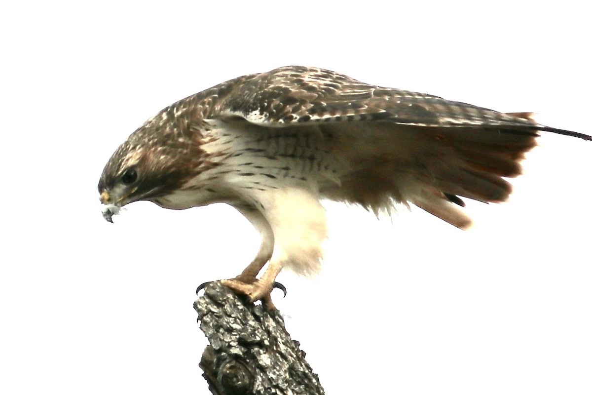 Red-tailed Hawk - ML614090347