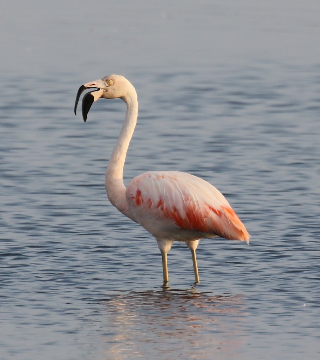 Chilean Flamingo - ML614090642