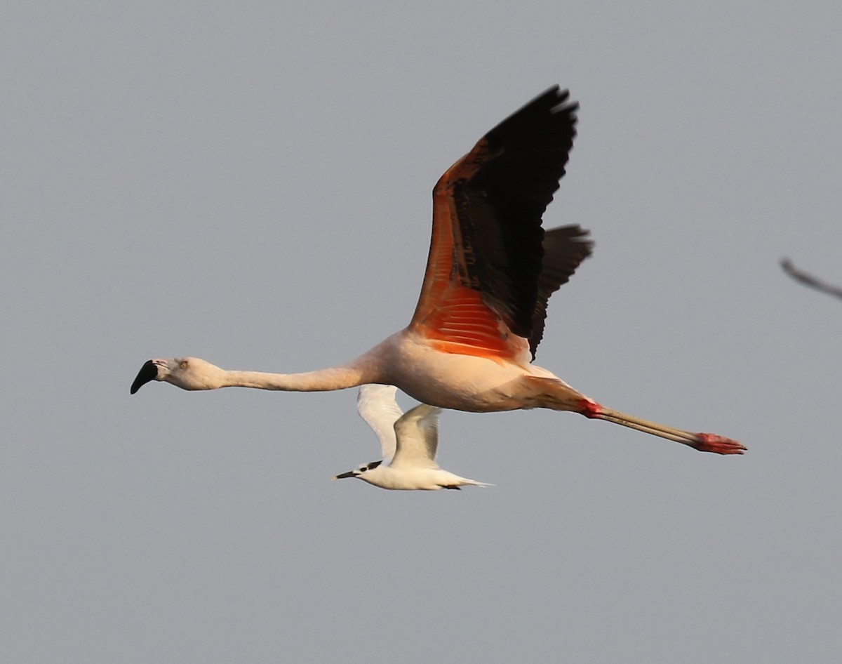 Chilean Flamingo - Bradley Waggoner
