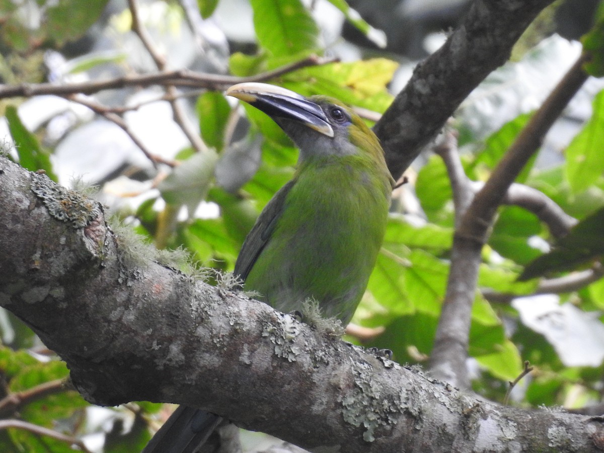 Groove-billed Toucanet - ML614090767