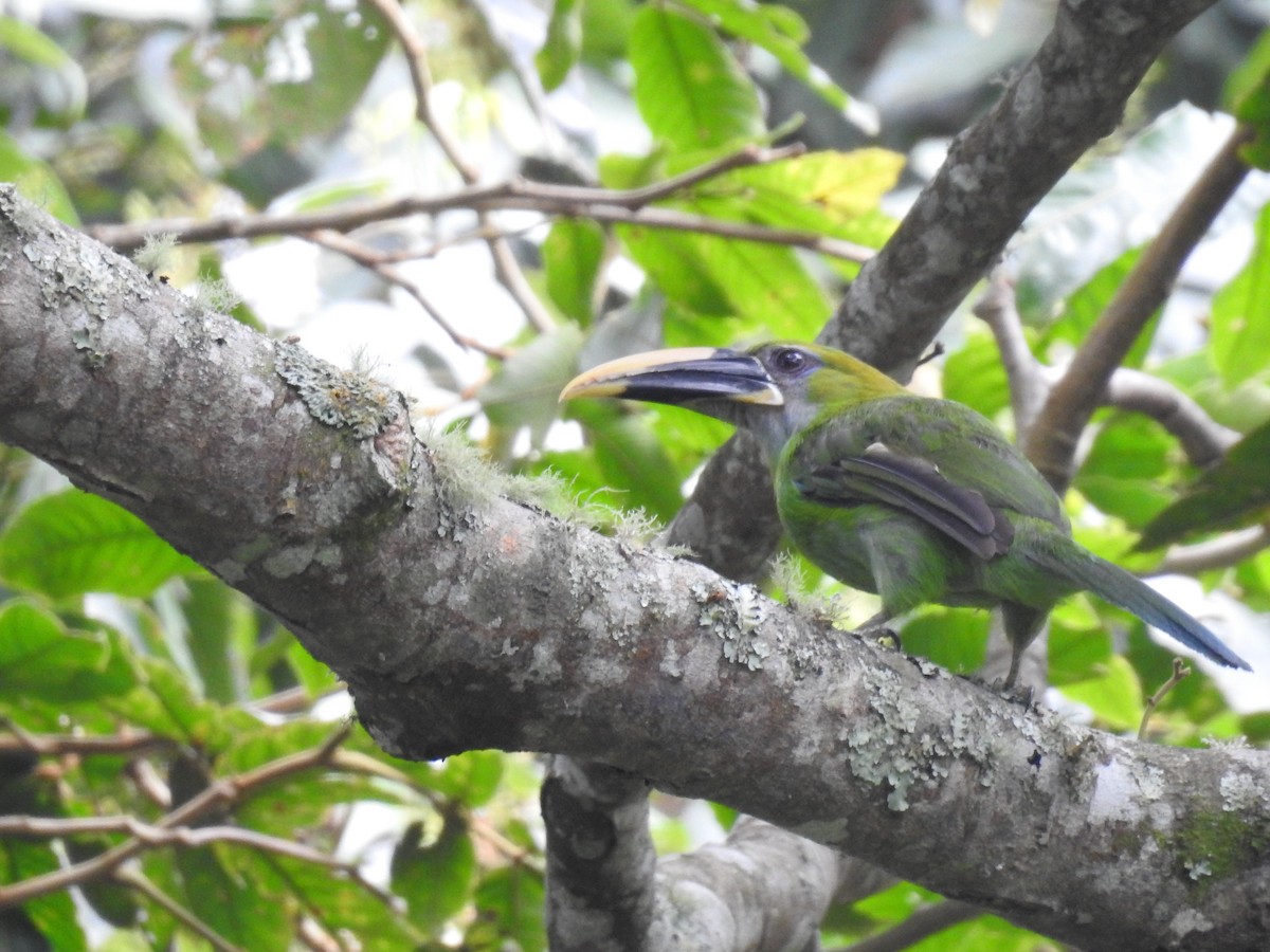 Groove-billed Toucanet - ML614090768
