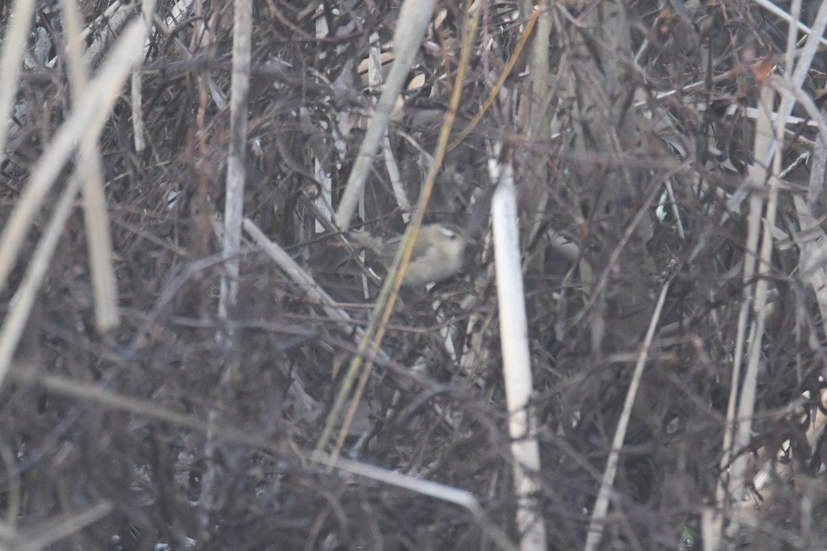 Marsh Wren (palustris Group) - ML614090837
