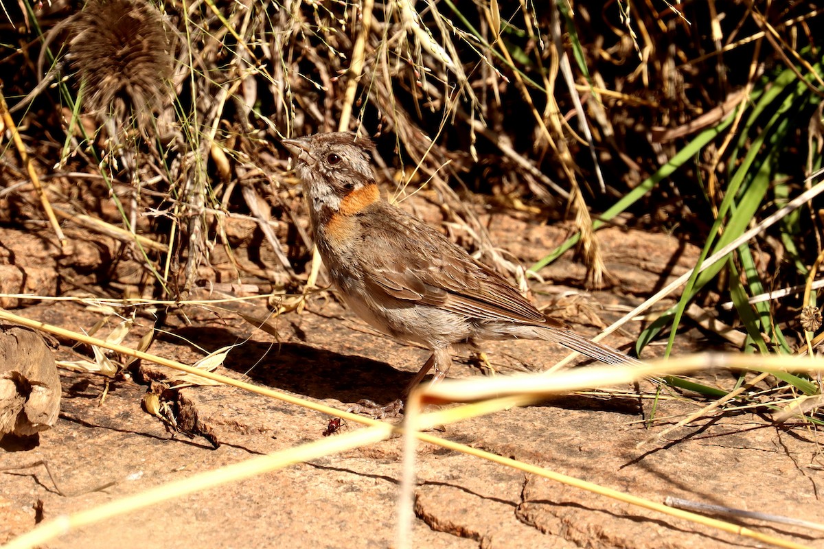 Rufous-collared Sparrow - ML614090922