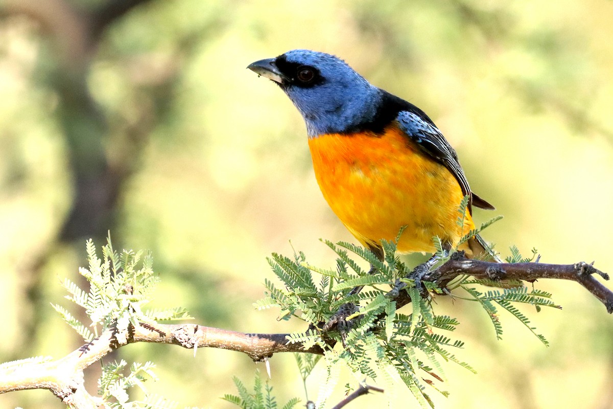 Blue-and-yellow Tanager - ML614090950
