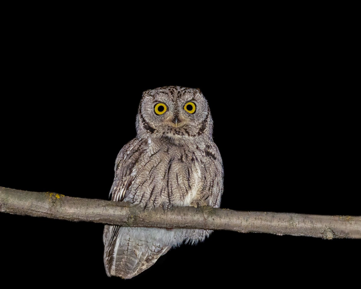 Western Screech-Owl - ML614091029